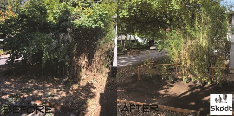 Bamboo Removal and Swale Installation